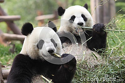 Giant Panda Stock Photo