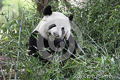 Giant panda Stock Photo