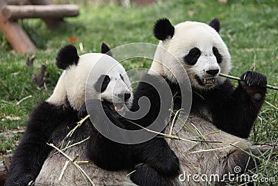 Giant panda Stock Photo