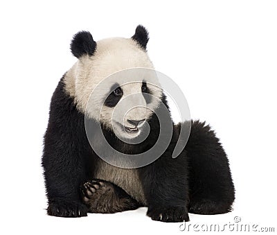 Giant Panda (18 months) - Ailuropoda melanoleuca Stock Photo