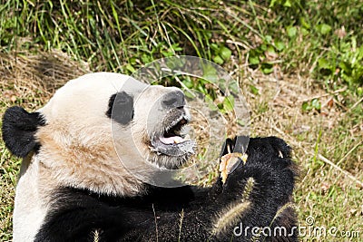 Giant Panda Stock Photo