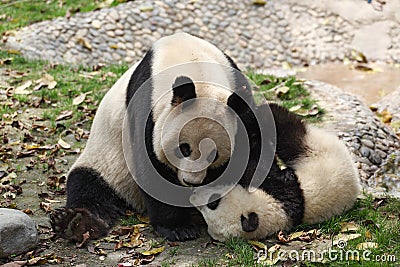 Giant panda Stock Photo