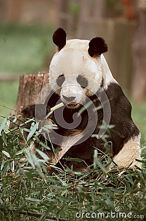 Giant Panda Stock Photo