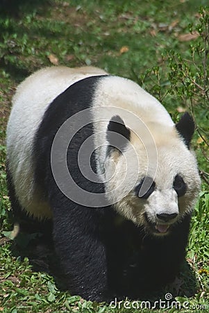 Giant Panda Stock Photo