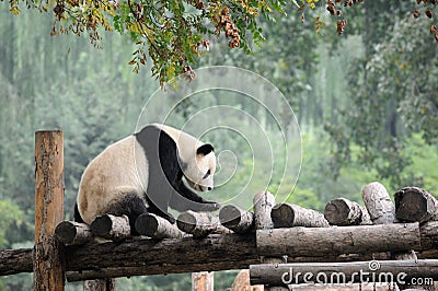 Giant Panda Stock Photo