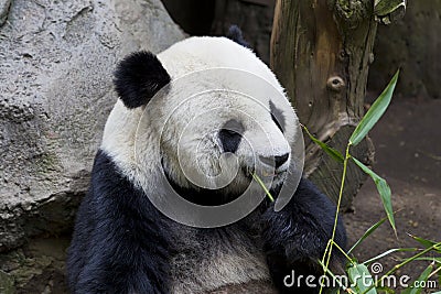 Giant Panda Editorial Stock Photo