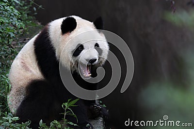 A giant panda Stock Photo