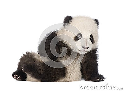 Giant Panda (6 months) - Ailuropoda melanoleuca Stock Photo