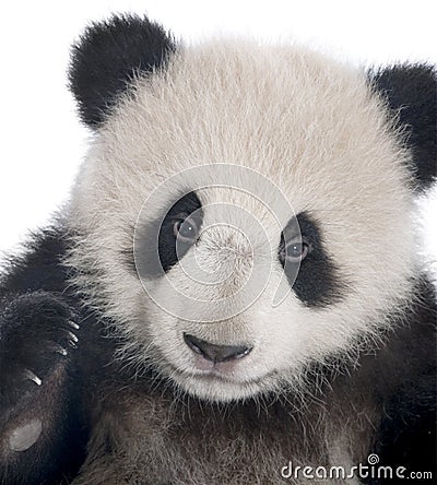 Giant Panda (6 months) - Ailuropoda melanoleuca Stock Photo