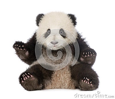 Giant Panda (6 months) - Ailuropoda melanoleuca Stock Photo