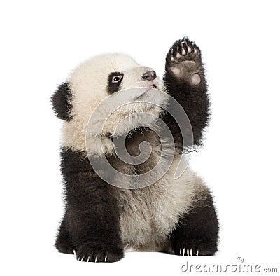 Giant Panda (6 months) - Ailuropoda melanoleuca Stock Photo