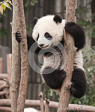 Giant panda baby Stock Photo