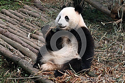 Giant panda bear Stock Photo