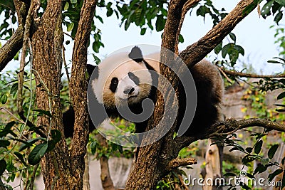 Giant panda bear Stock Photo