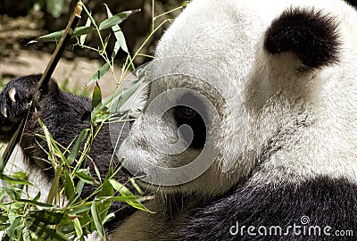 Giant Panda Bear at San Diego Zoo Editorial Stock Photo