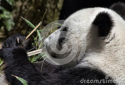 Giant Panda Bear at San Diego Zoo Editorial Stock Photo