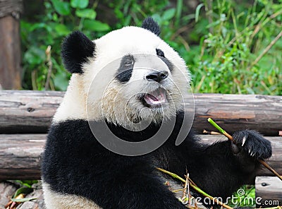 Giant panda bear eating bamboo Stock Photo