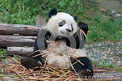 Giant panda bear eating bamboo Stock Photo