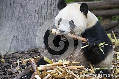 Giant panda bear eating bamboo Stock Photo