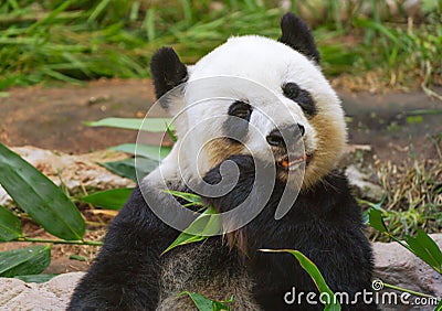 Giant panda bear eating Stock Photo