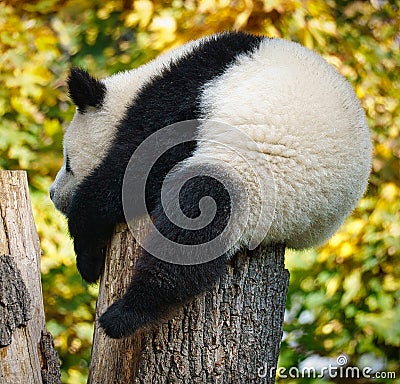 the giant panda bear is threatened with extinction. Breeding has succeeded at the Berlin Zoo Editorial Stock Photo