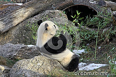 Giant panda bear in Vienna Zoo Stock Photo