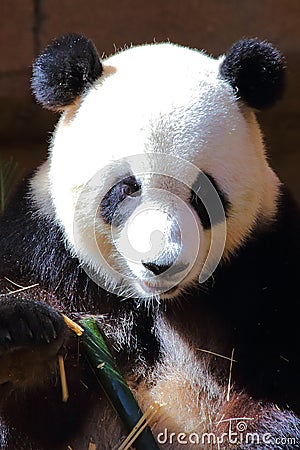 Giant Panda Stock Photo