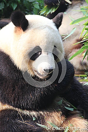 Giant panda, Chengdu, China Stock Photo