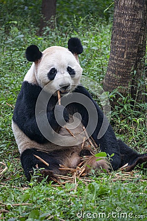 Giant Panda - Chengdu Panda Research Base - China Stock Photo