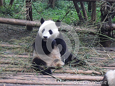 Giant panda in China Stock Photo