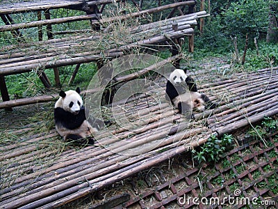 Giant panda in China Stock Photo