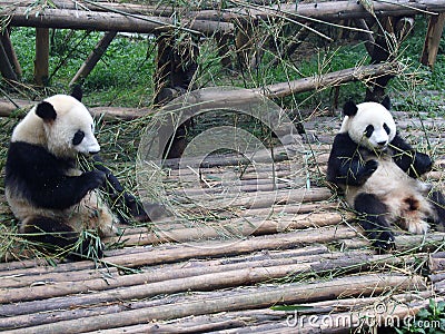 Giant panda in China Stock Photo