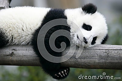 Giant Panda Cub Stock Photo