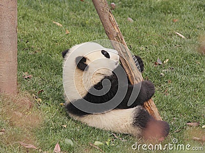 Giant panda cub playing Stock Photo