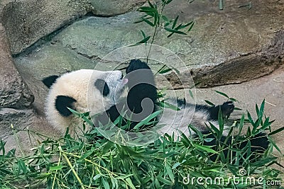 A giant panda, a cute baby Stock Photo