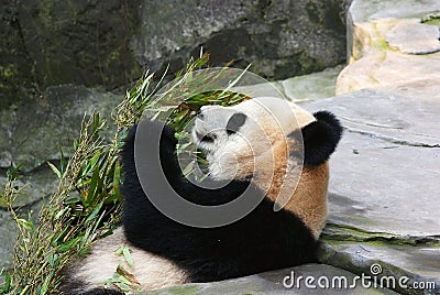 Giant panda eating bamboo Stock Photo