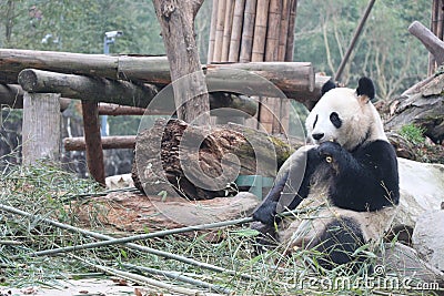 Giant panda is eating bamboo, Bifengxia Nature Reserve, Sichuan Province Stock Photo