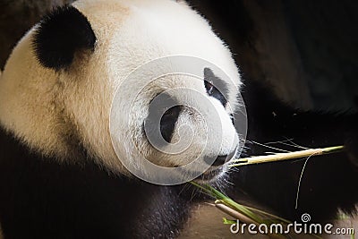 Giant panda eating bamboo leave Stock Photo