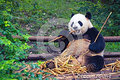 Giant Panda eating bamboo lying down on wood in Chengdu, Sichuan Province, China Stock Photo