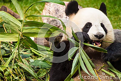 Giant panda Stock Photo