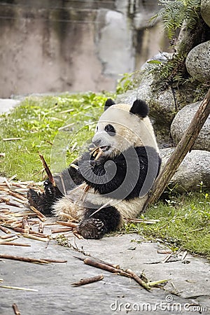 Giant panda eats bamboo, Chengdu, China Stock Photo