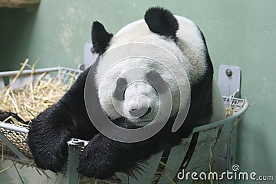 Giant Panda Stock Photo