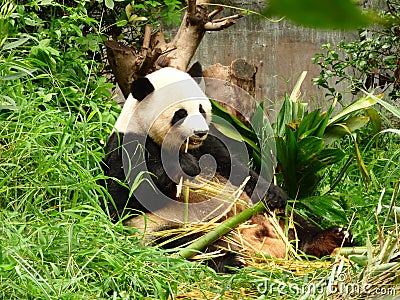 Giant panda feeding on bamboo sprigs and leaves Stock Photo