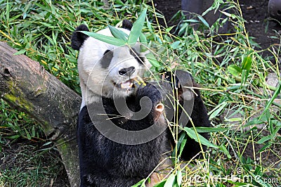 Giant panda having lunch at San Diego zoo Editorial Stock Photo