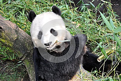 Giant panda having lunch at San Diego zoo Editorial Stock Photo