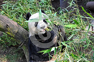 Giant panda having lunch at San Diego zoo Editorial Stock Photo