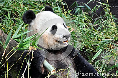 Giant panda having lunch at San Diego zoo Editorial Stock Photo