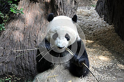 Giant panda having lunch at San Diego zoo Editorial Stock Photo