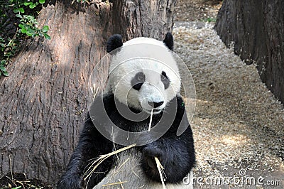 Giant panda having lunch at San Diego zoo Editorial Stock Photo