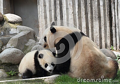 Giant panda with its cub Stock Photo